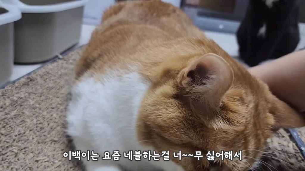 22똥괭이네) 화나서 세모눈된 고양이 😾 | 인스티즈