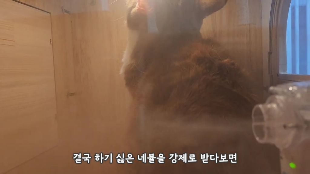 22똥괭이네) 화나서 세모눈된 고양이 😾 | 인스티즈