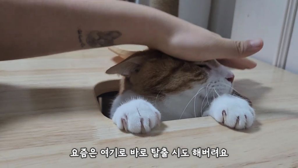 22똥괭이네) 화나서 세모눈된 고양이 😾 | 인스티즈