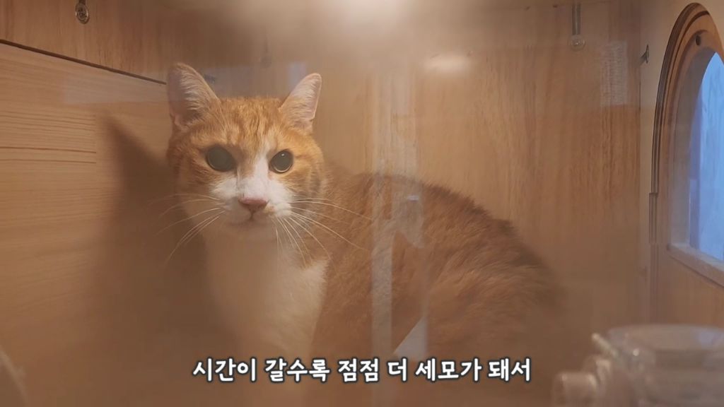 22똥괭이네) 화나서 세모눈된 고양이 😾 | 인스티즈