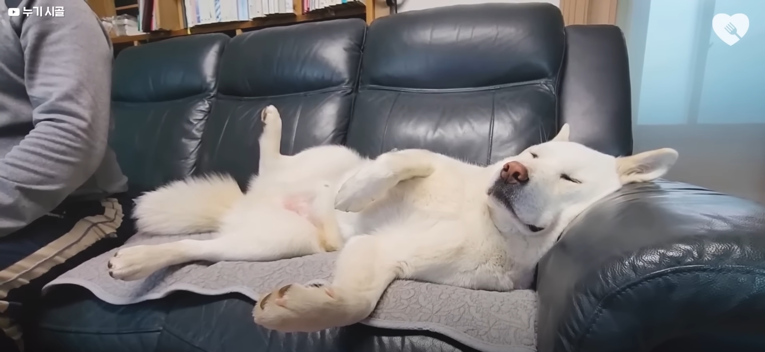 식탐 절제를 제법 잘 하는 진돗개들 | 인스티즈