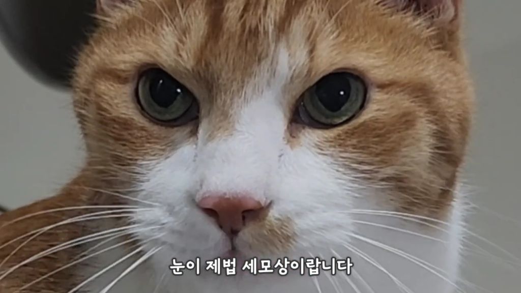 22똥괭이네) 화나서 세모눈된 고양이 😾 | 인스티즈