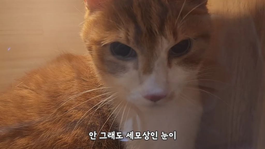 22똥괭이네) 화나서 세모눈된 고양이 😾 | 인스티즈