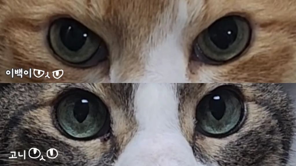 22똥괭이네) 화나서 세모눈된 고양이 😾 | 인스티즈