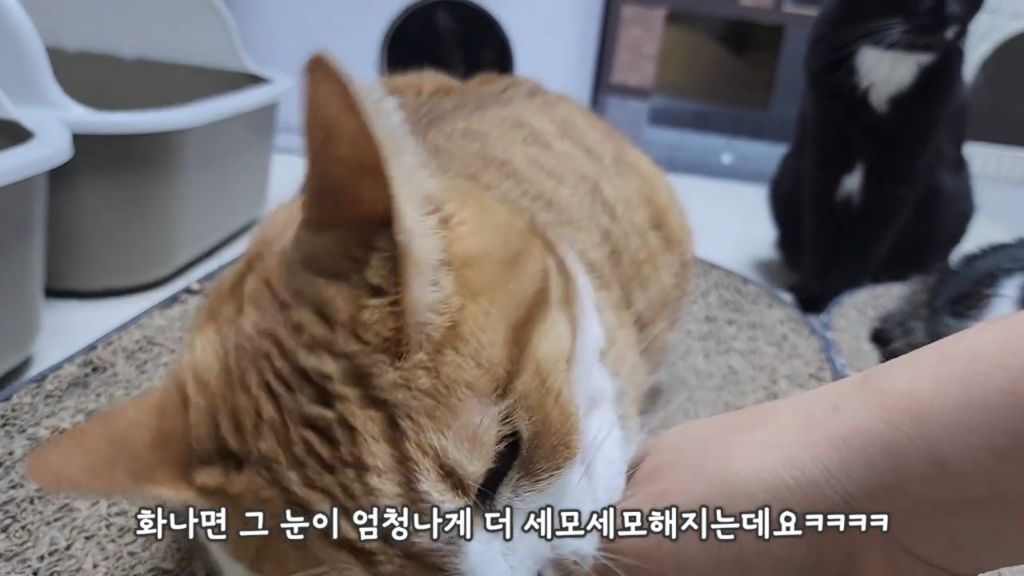 22똥괭이네) 화나서 세모눈된 고양이 😾 | 인스티즈