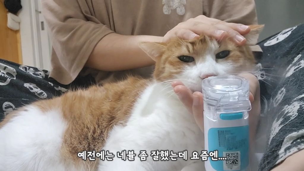 22똥괭이네) 화나서 세모눈된 고양이 😾 | 인스티즈