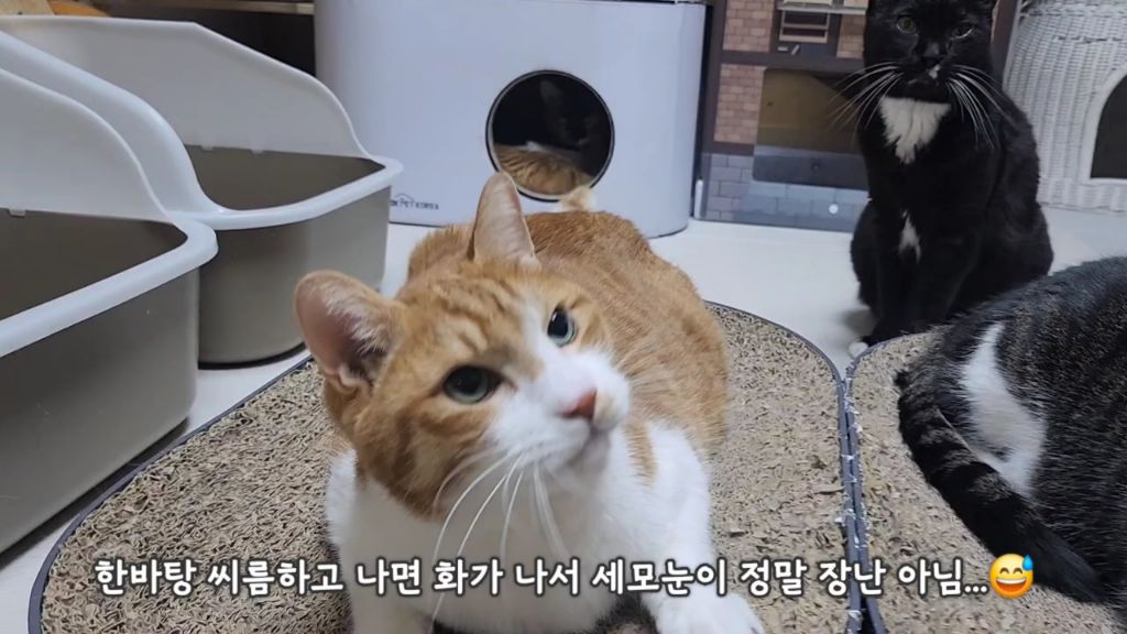 22똥괭이네) 화나서 세모눈된 고양이 😾 | 인스티즈