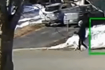 캐나다에서 기절한 주인을 구한 대형견이 진짜 똑똑한 이유.gif | 인스티즈