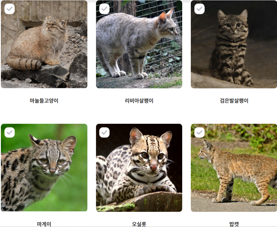 고양이과 동물 6종 | 인스티즈