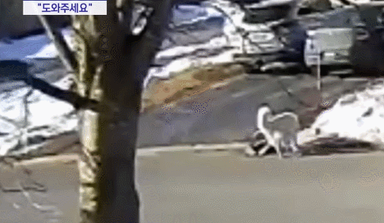 캐나다에서 기절한 주인을 구한 대형견이 진짜 똑똑한 이유.gif | 인스티즈