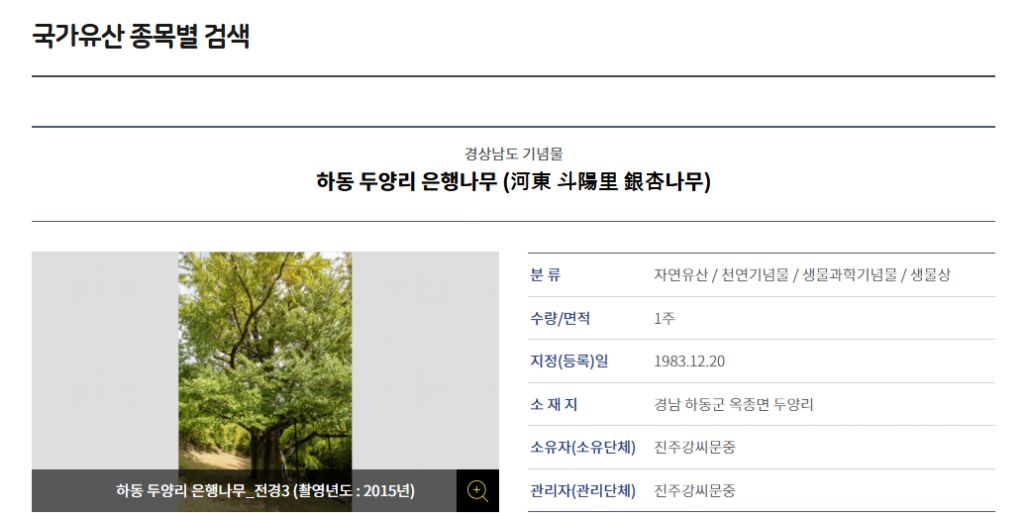 900년된 은행나무 | 인스티즈
