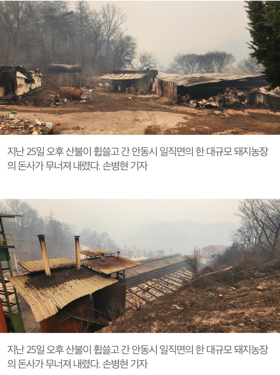 [르포] "살기 위해 몸만 나왔다”…화마가 휩쓴 안동 돼지농장 | 인스티즈