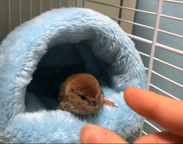 사람손을 즐기는 뱁새 | 인스티즈