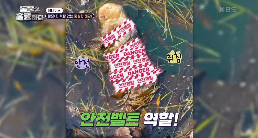 [동훌륭] 떠내려가지 않기 위해 친구 손을 잡고 잔다는 동물 | 인스티즈
