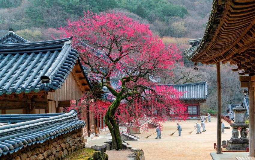 300년된 홍매화로 유명한 국내 절.jpg | 인스티즈