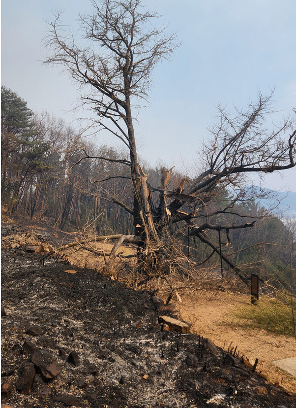 900년된 은행나무 | 인스티즈