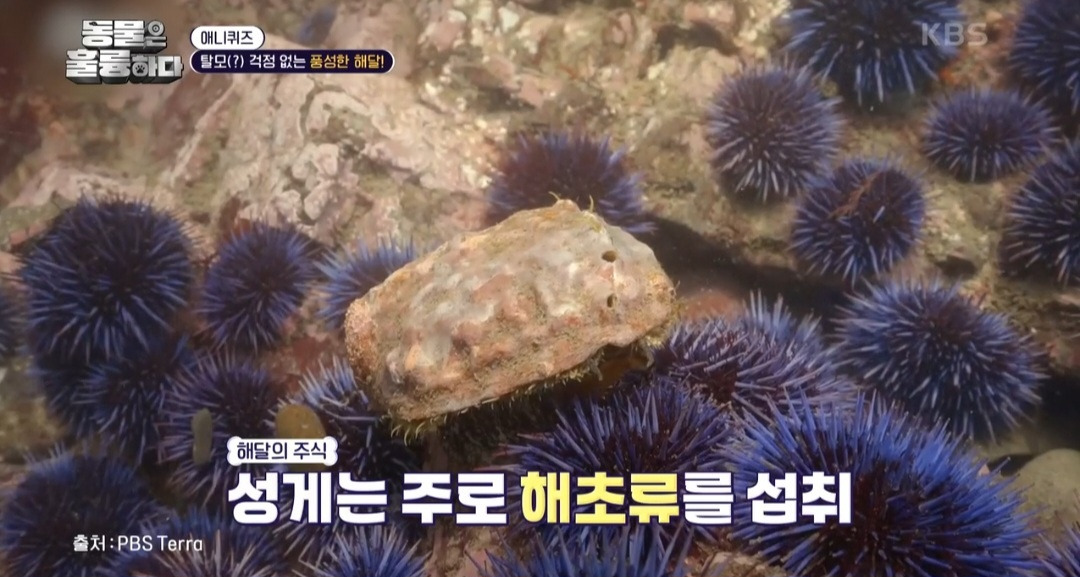 [동훌륭] 떠내려가지 않기 위해 친구 손을 잡고 잔다는 동물 | 인스티즈