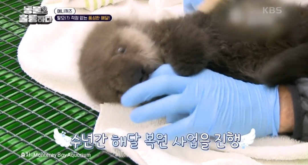 [동훌륭] 떠내려가지 않기 위해 친구 손을 잡고 잔다는 동물 | 인스티즈