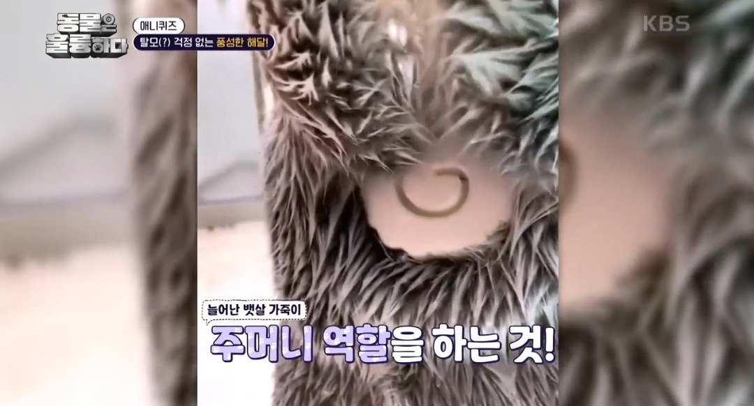 [동훌륭] 떠내려가지 않기 위해 친구 손을 잡고 잔다는 동물 | 인스티즈