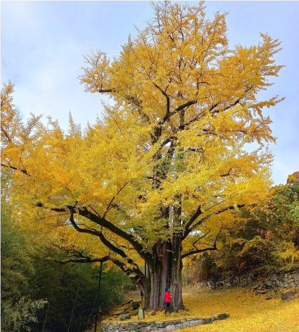 900년된 은행나무 | 인스티즈