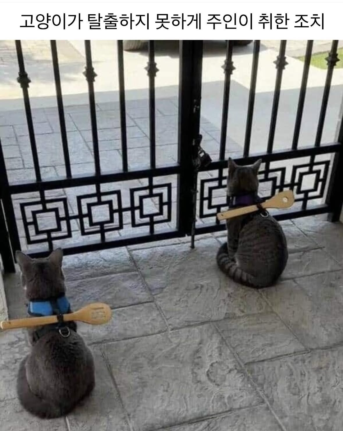 고양이가 탈출하지 못하게 주인이 취한 조치 | 인스티즈