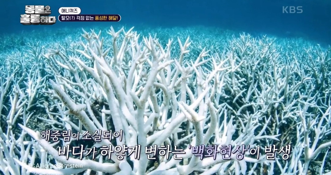 [동훌륭] 떠내려가지 않기 위해 친구 손을 잡고 잔다는 동물 | 인스티즈