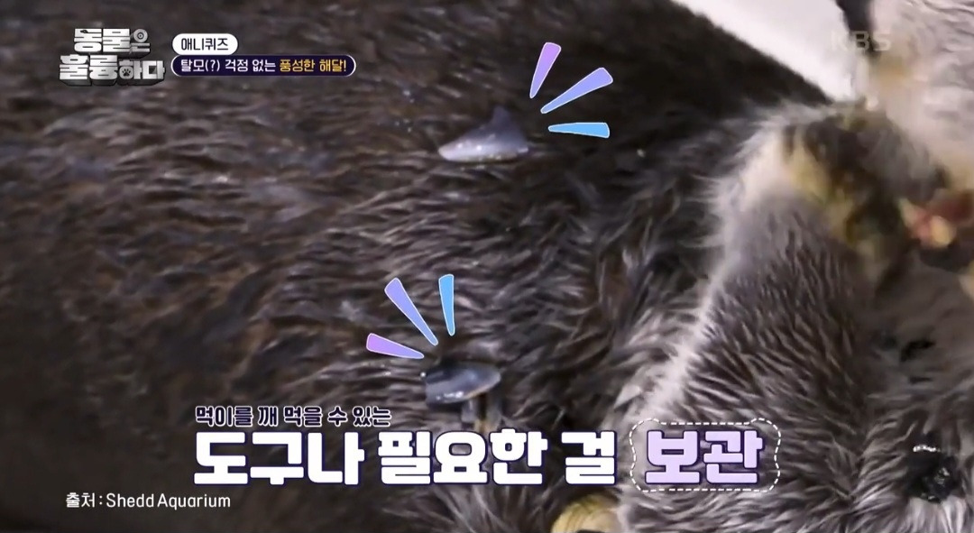 [동훌륭] 떠내려가지 않기 위해 친구 손을 잡고 잔다는 동물 | 인스티즈
