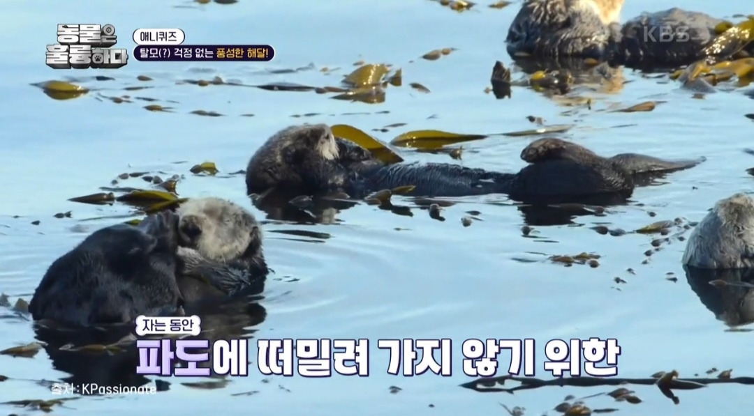 [동훌륭] 떠내려가지 않기 위해 친구 손을 잡고 잔다는 동물 | 인스티즈