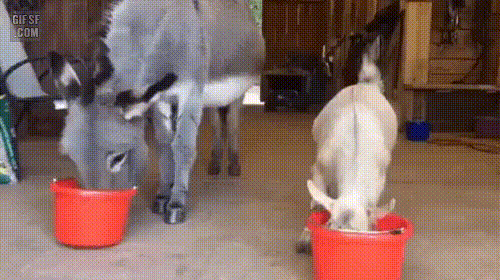 서양에서 염소가 악마의 상징인 이유 | 인스티즈