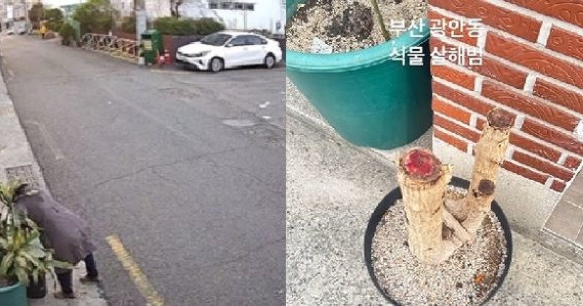 "식물살해범 찾아요"…카페 사장 사연에 누리꾼 '분노' | 인스티즈