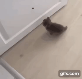 파리가 잡고 싶었던 아깽이.gif | 인스티즈