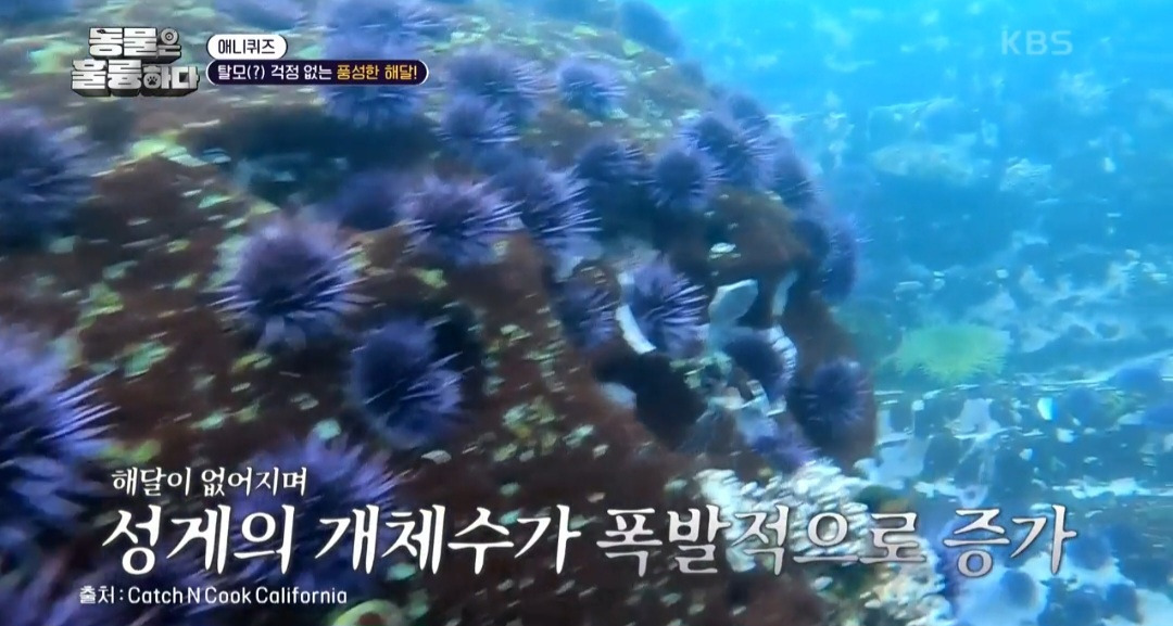 [동훌륭] 떠내려가지 않기 위해 친구 손을 잡고 잔다는 동물 | 인스티즈