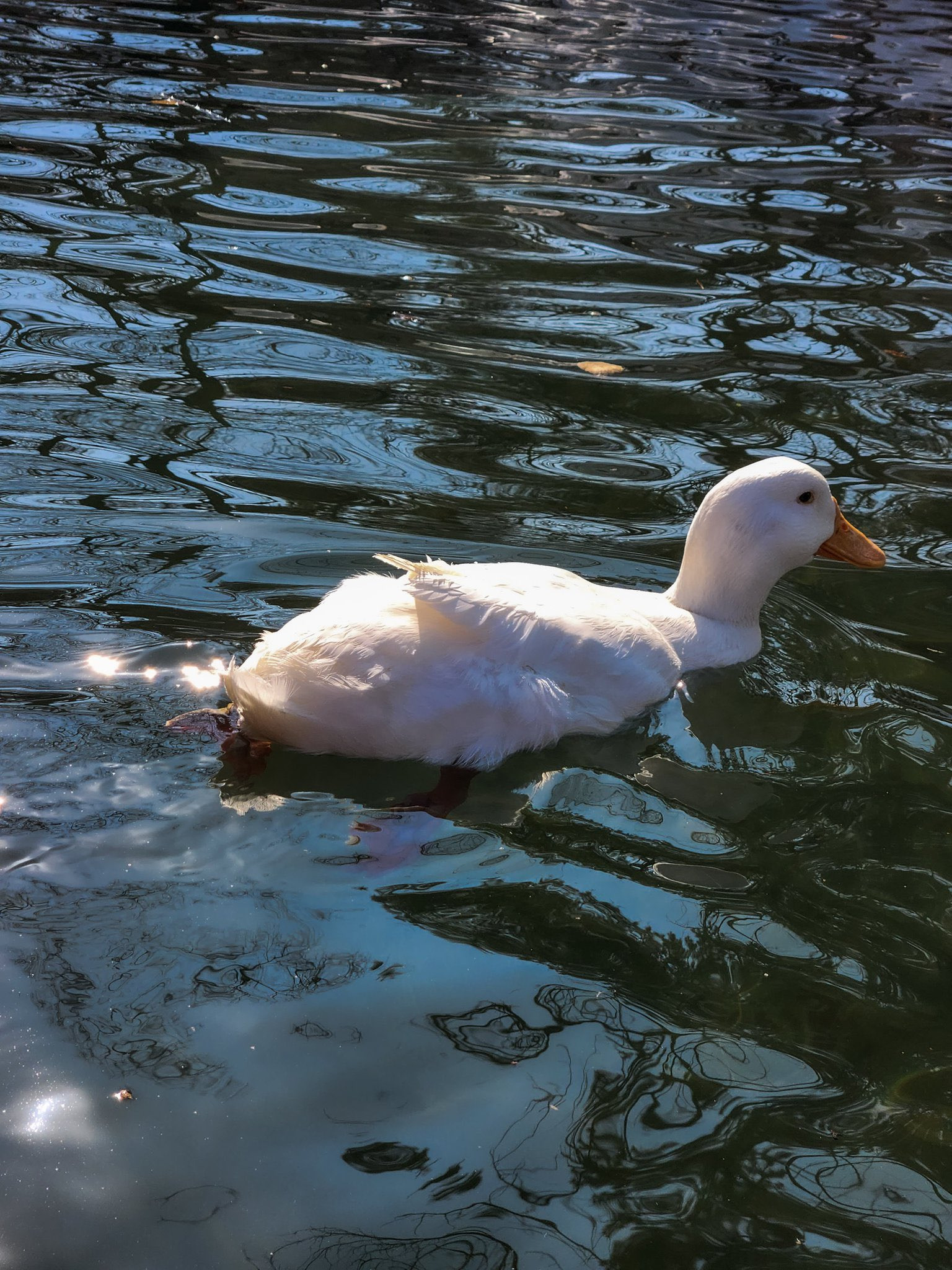 같은 인간으로 태어났는데 누구는 이런풍경 보면서 살아가고 누구는 메가커피컴포즈파리바게트휴대폰제일싼곳탕후루탕화쿵푸.twt | 인스티즈