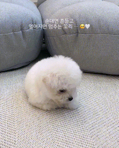 손대면 흔들고 멀어지면 멈추는.gif | 인스티즈