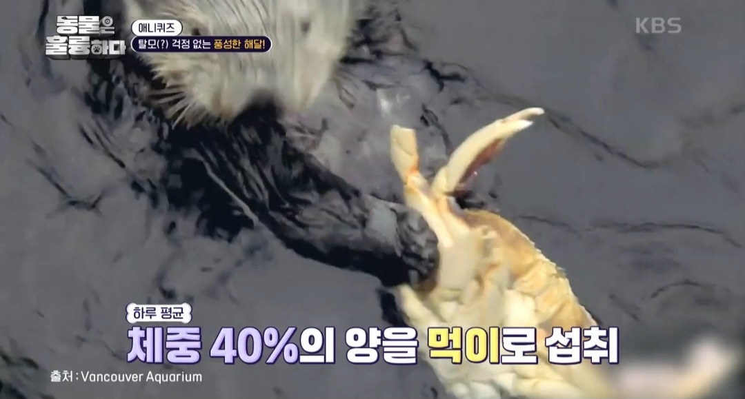 [동훌륭] 떠내려가지 않기 위해 친구 손을 잡고 잔다는 동물 | 인스티즈