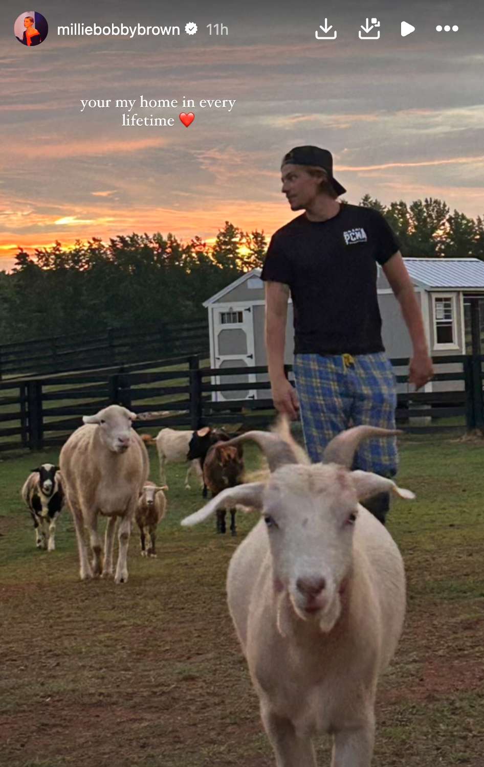 동물 62마리 돌보는중인 헐리웃 배우 밀리 바비 브라운 | 인스티즈