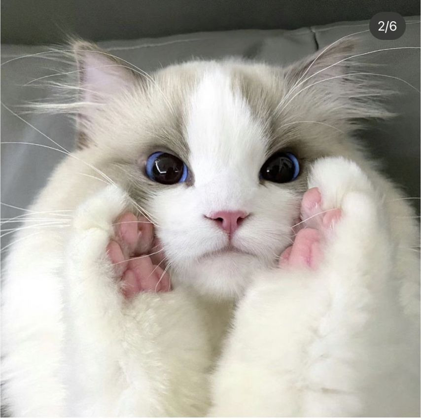 미묘 레전드 | 인스티즈