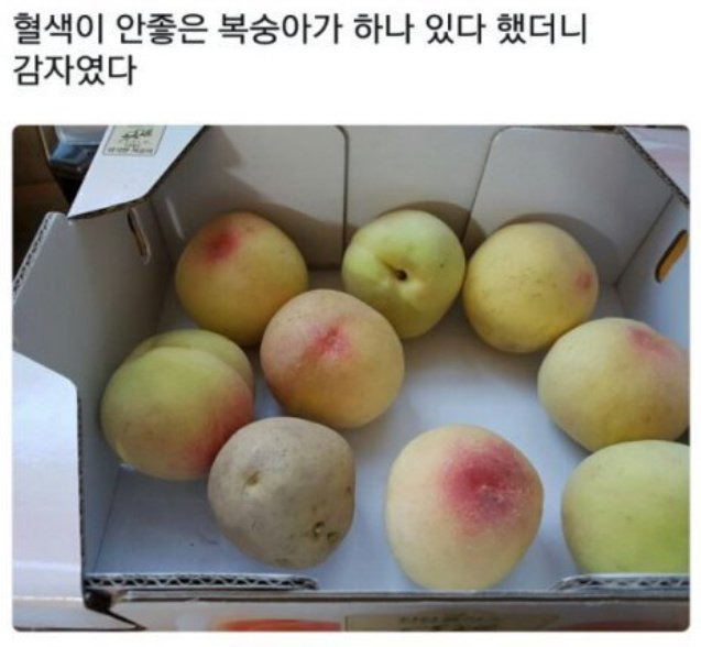 혈색이 안좋은 복숭아의 정체 | 인스티즈