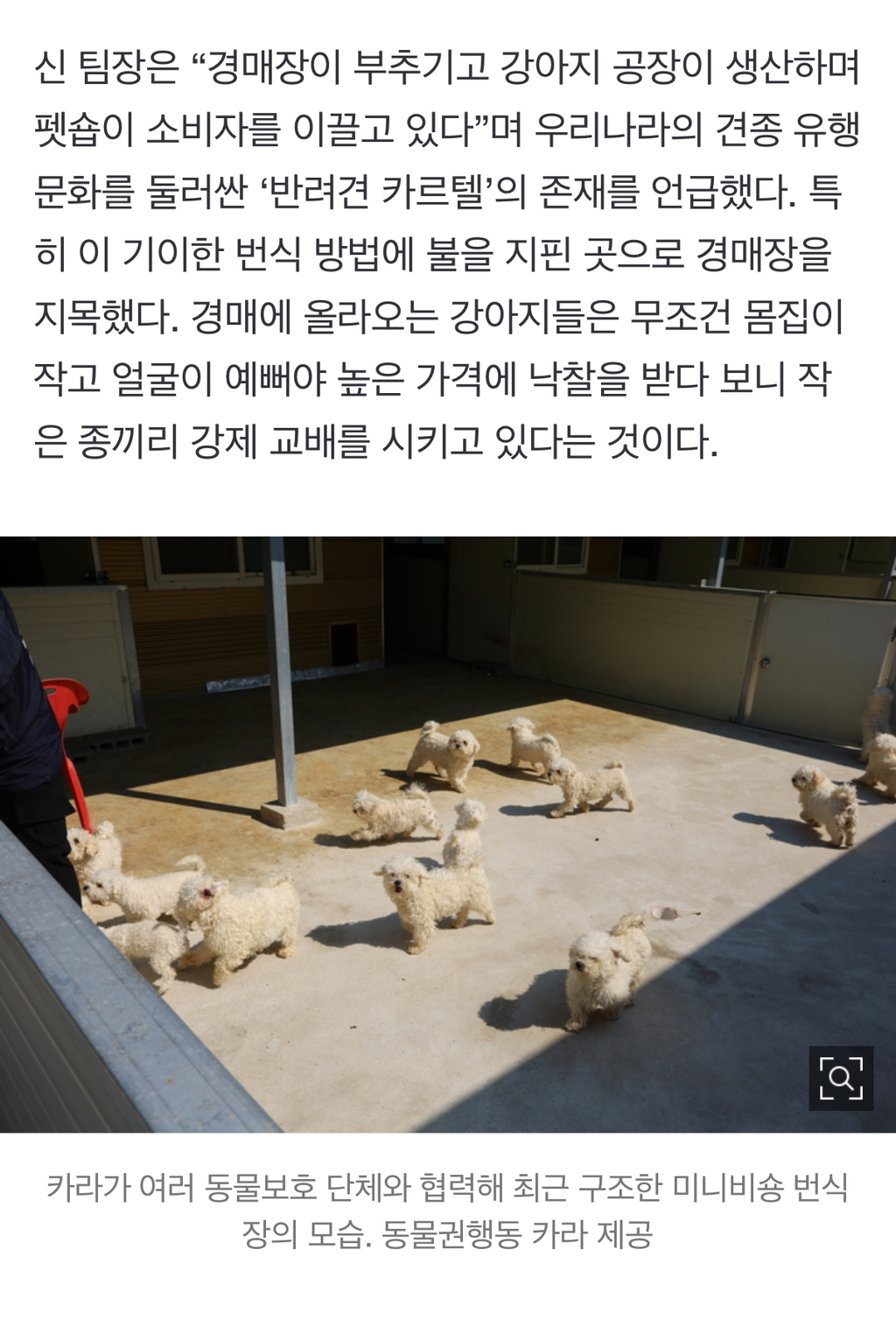 그 많던 요키·시츄 어디로 갔나…유행 견종이 뭐기에 | 인스티즈