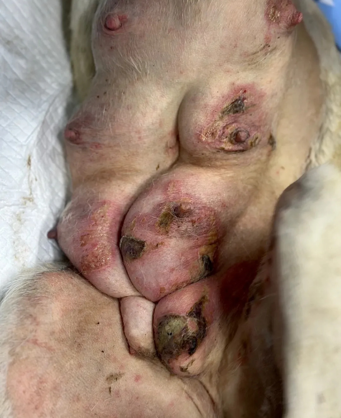 불길 속에서 새끼들을 지켜낸 어미견 | 인스티즈