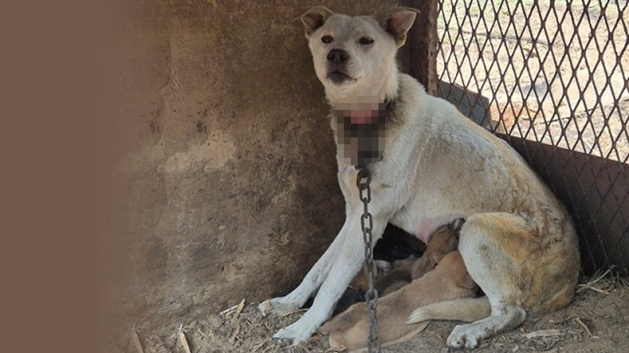 묶이고 갇혀 불길을 맞아야 했던 동물들도 기억해 주세요 (카카오같이가치) | 인스티즈
