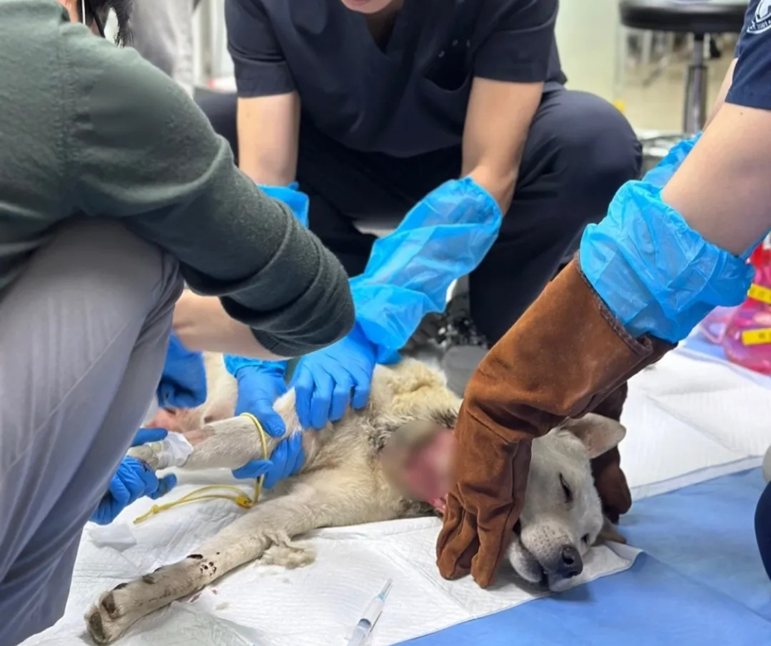 불길 속에서 새끼들을 지켜낸 어미견 | 인스티즈