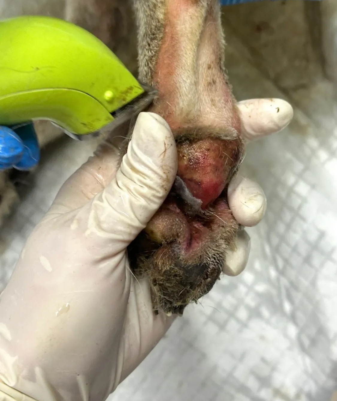 불길 속에서 새끼들을 지켜낸 어미견 | 인스티즈