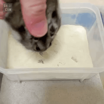 모래목욕하는 햄스터 | 인스티즈