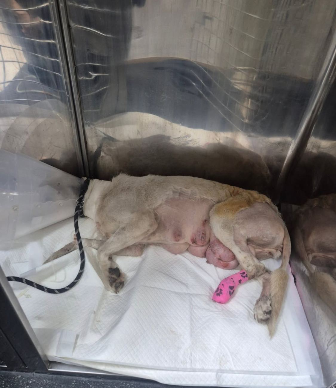 불길 속에서 새끼들을 지켜낸 어미견 | 인스티즈