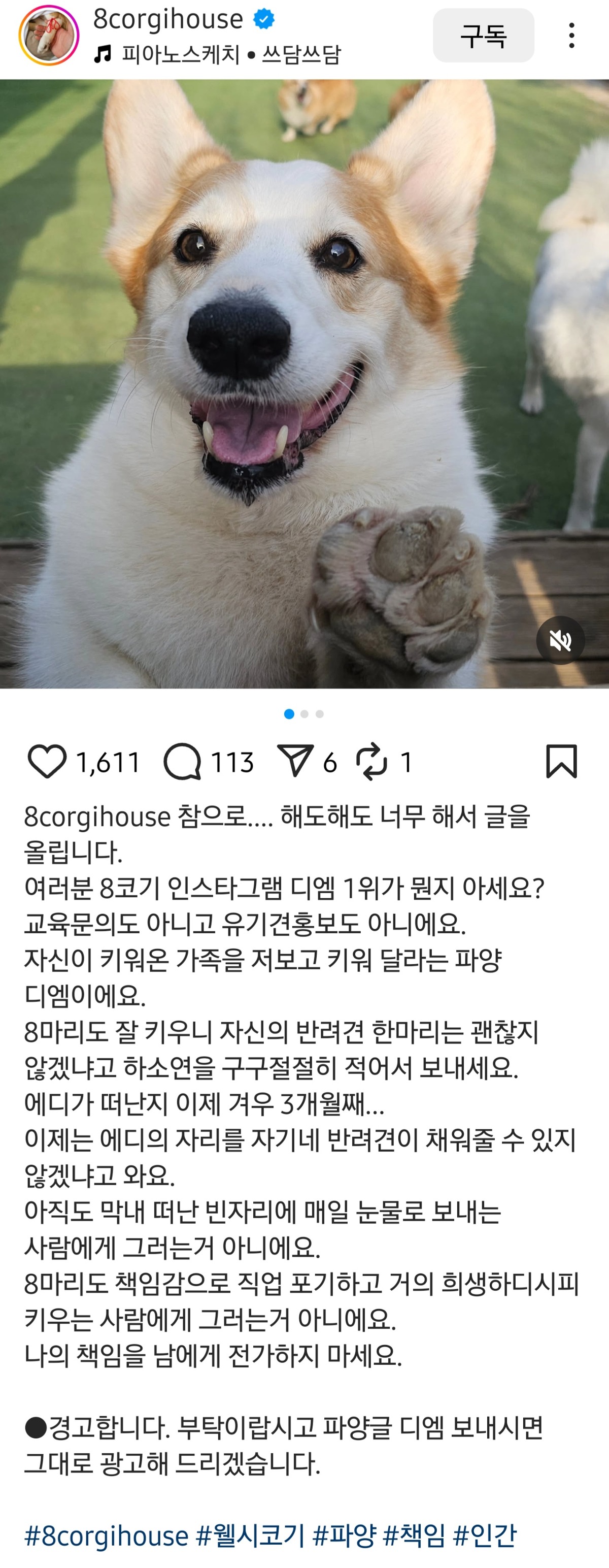 웰시코기 8마리 키우시는 분한테 제일 많이 오는 DM내용 | 인스티즈