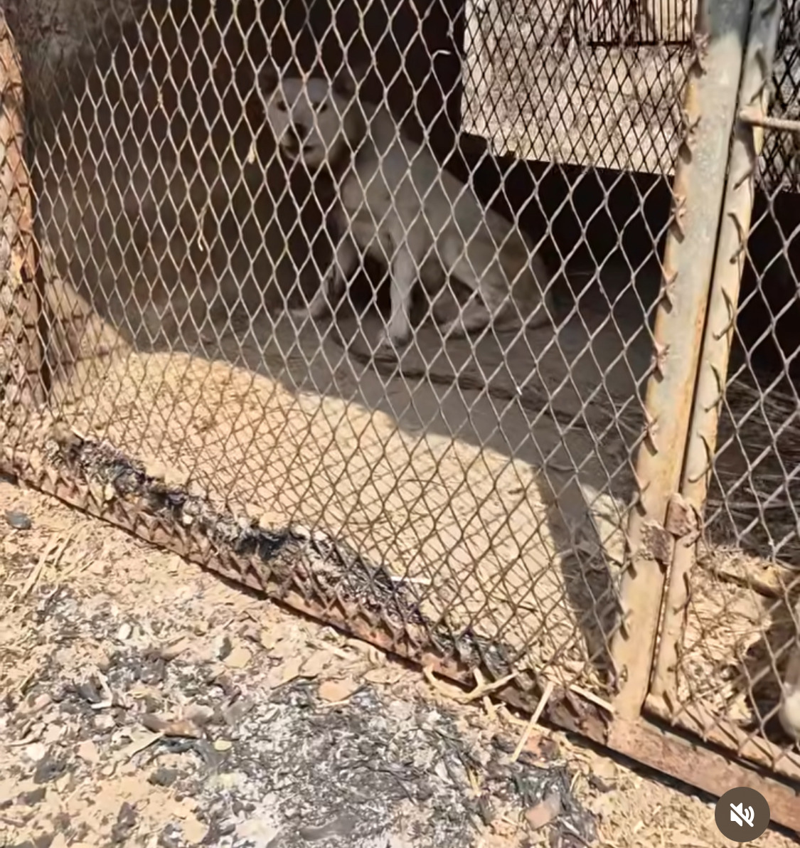 불길 속에서 새끼들을 지켜낸 어미견 | 인스티즈