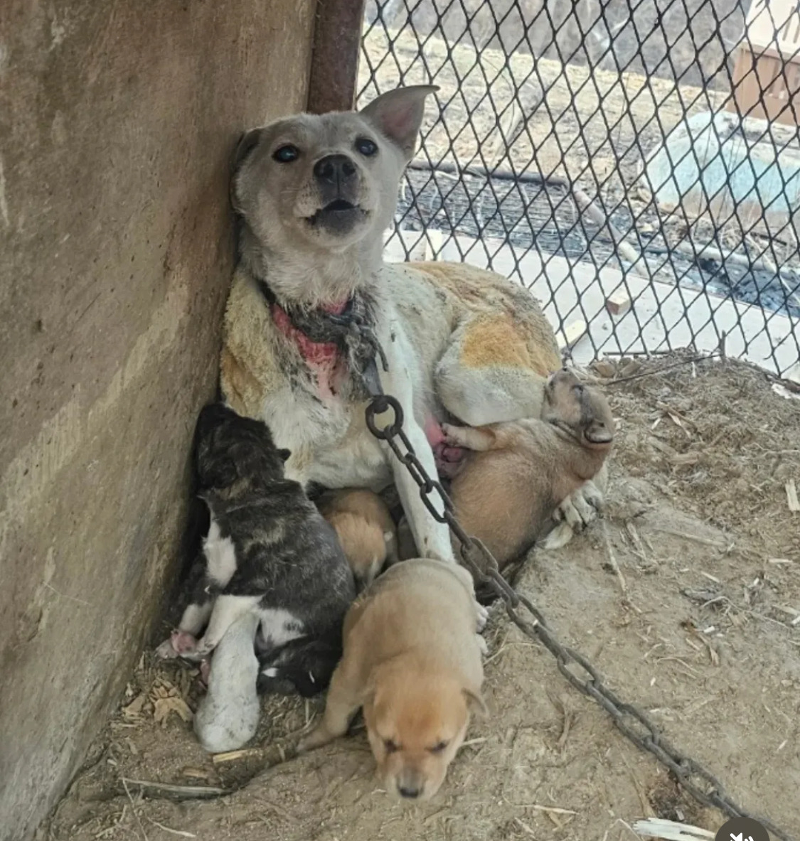불길 속에서 새끼들을 지켜낸 어미견 | 인스티즈