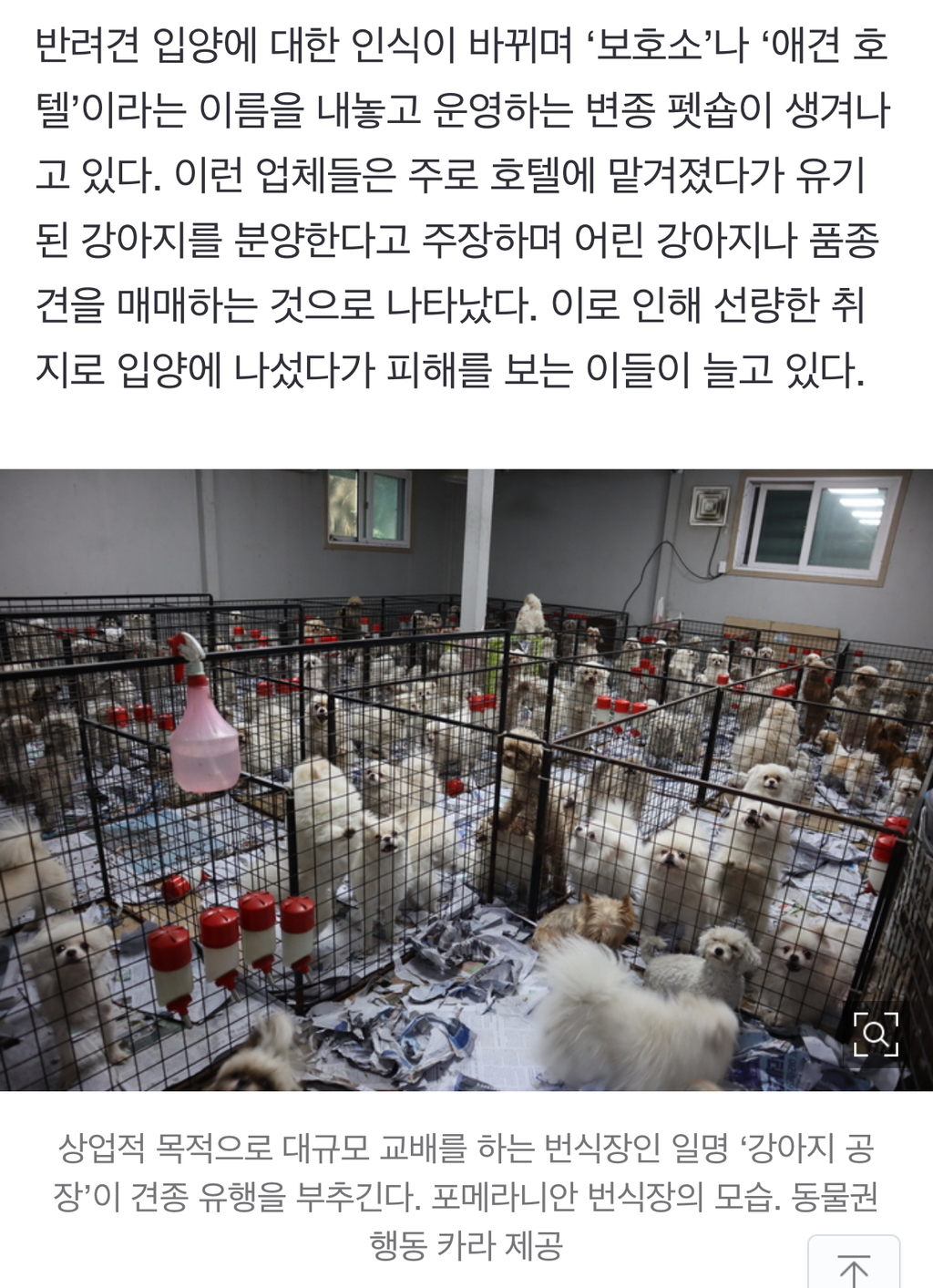 그 많던 요키·시츄 어디로 갔나…유행 견종이 뭐기에 | 인스티즈