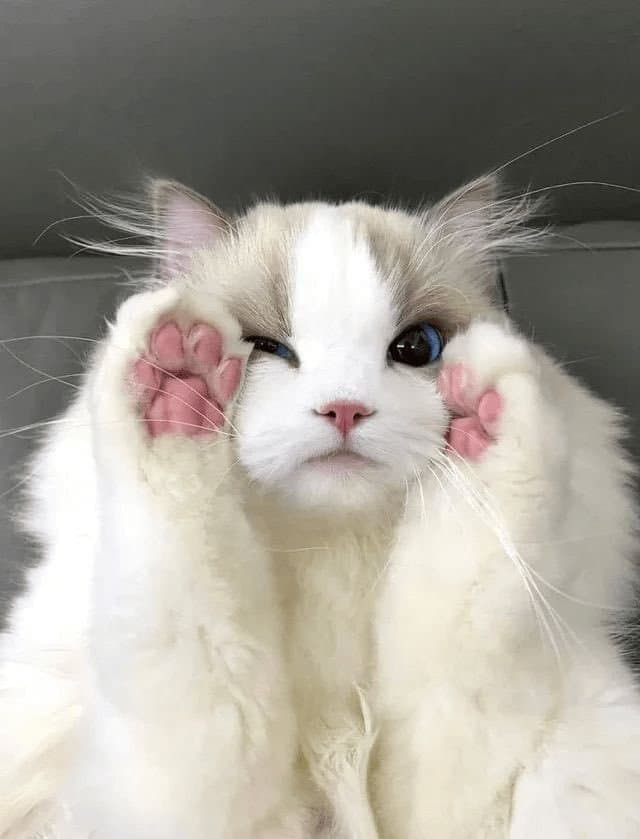 미묘 레전드 | 인스티즈